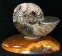 Russian Deshayesites Ammonite With Agate Base #15590-1